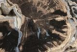 5.2" Long, Petrified Wood (Schinoxylon) Limb - Blue Forest, Wyoming - #199024-2
